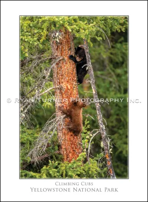 Climbing Cubs - Notecard