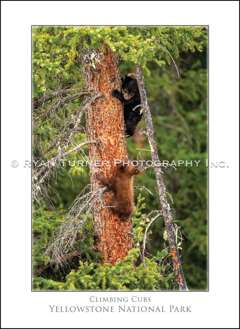 Climbing Cubs - Notecard