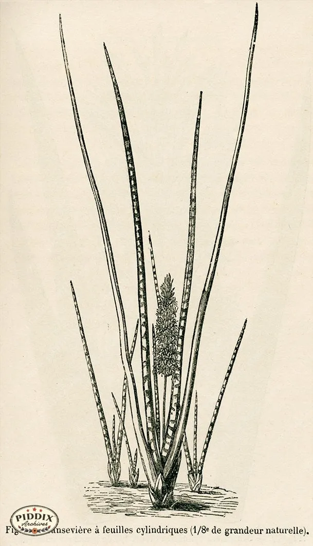 PDXC17536 -- Cacti, Desert Flowers & Succulents