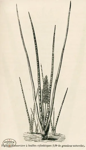 PDXC17536 -- Cacti, Desert Flowers & Succulents