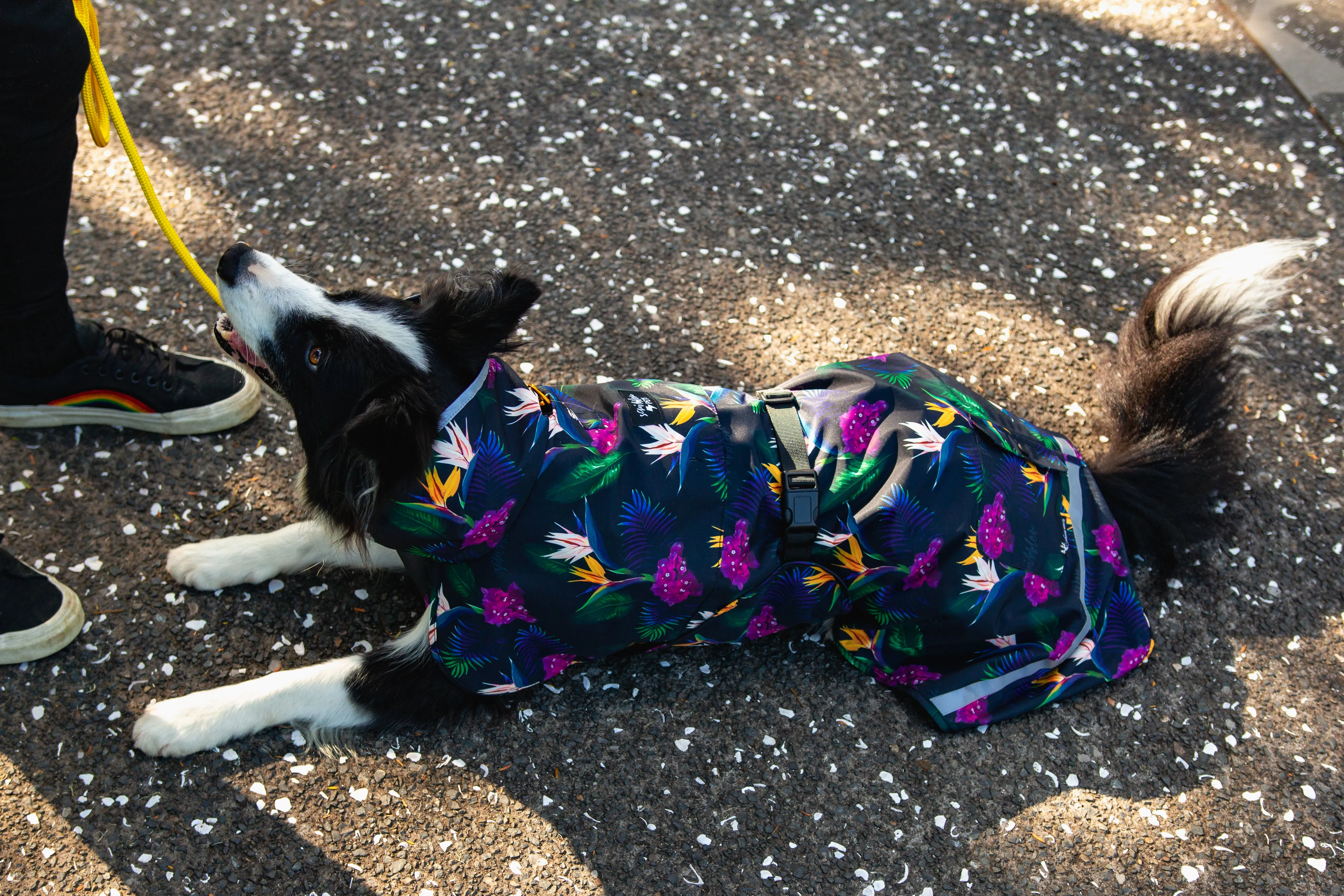 Scribbler Pets Paradiso waterproof raincoat for dogs
